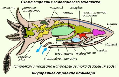 Анатомия кальмара