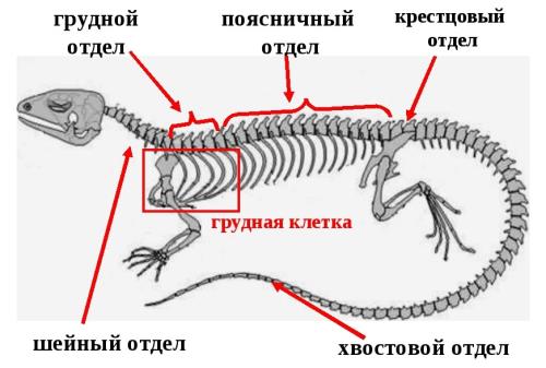 Грудная клетка и рёбра