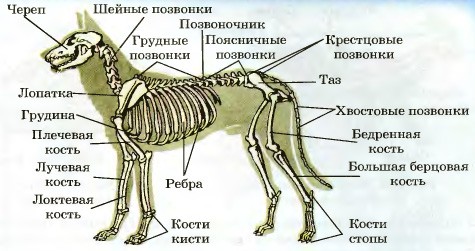 Скелет млекопитающих